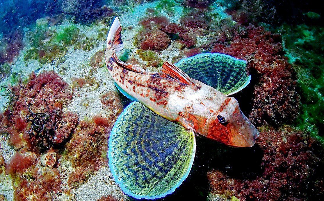 Лат. Chelidonichthys lucerna, фото: celes.club