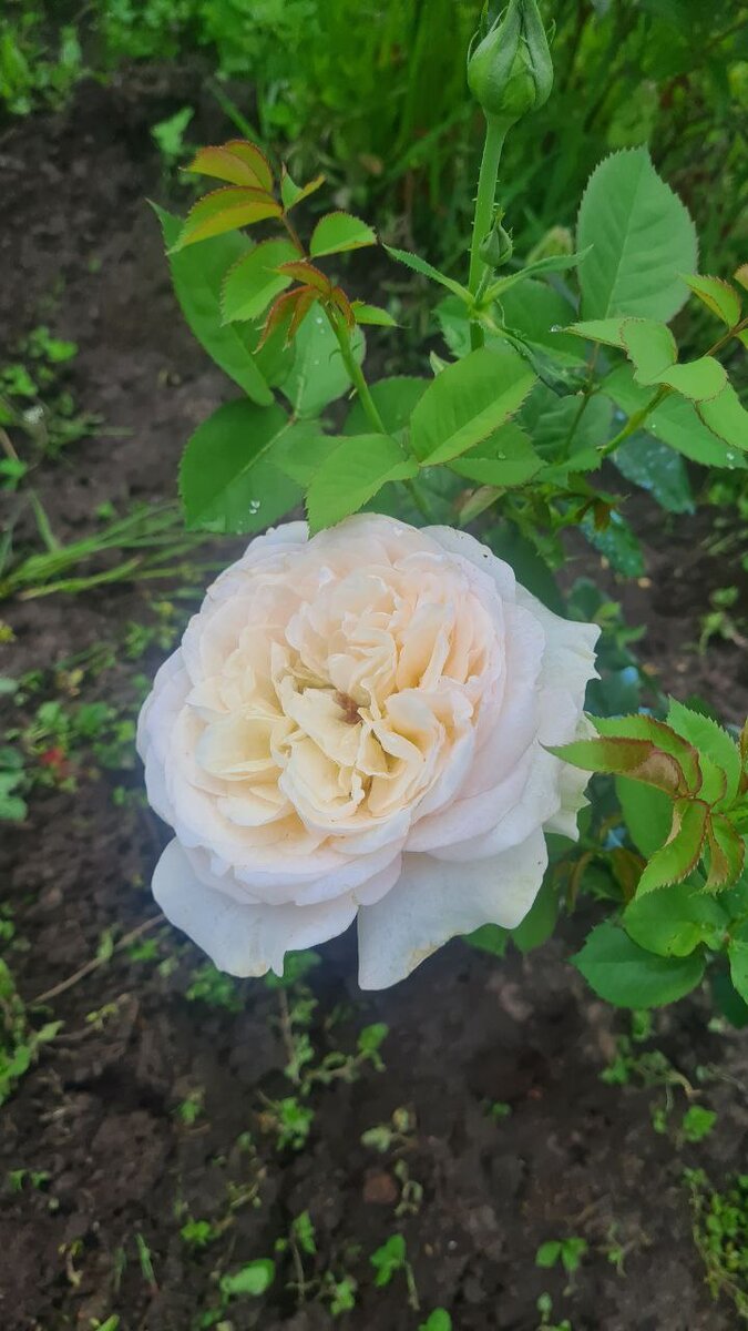 Моя "Джульетта", оригинатор Дэвид Остин