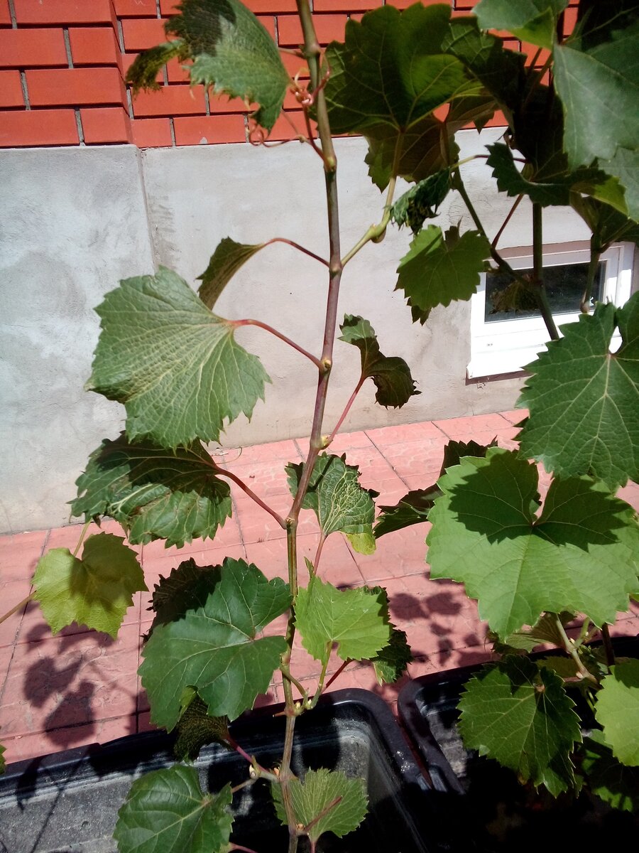 Деформация листьев от воздействия гербицида 