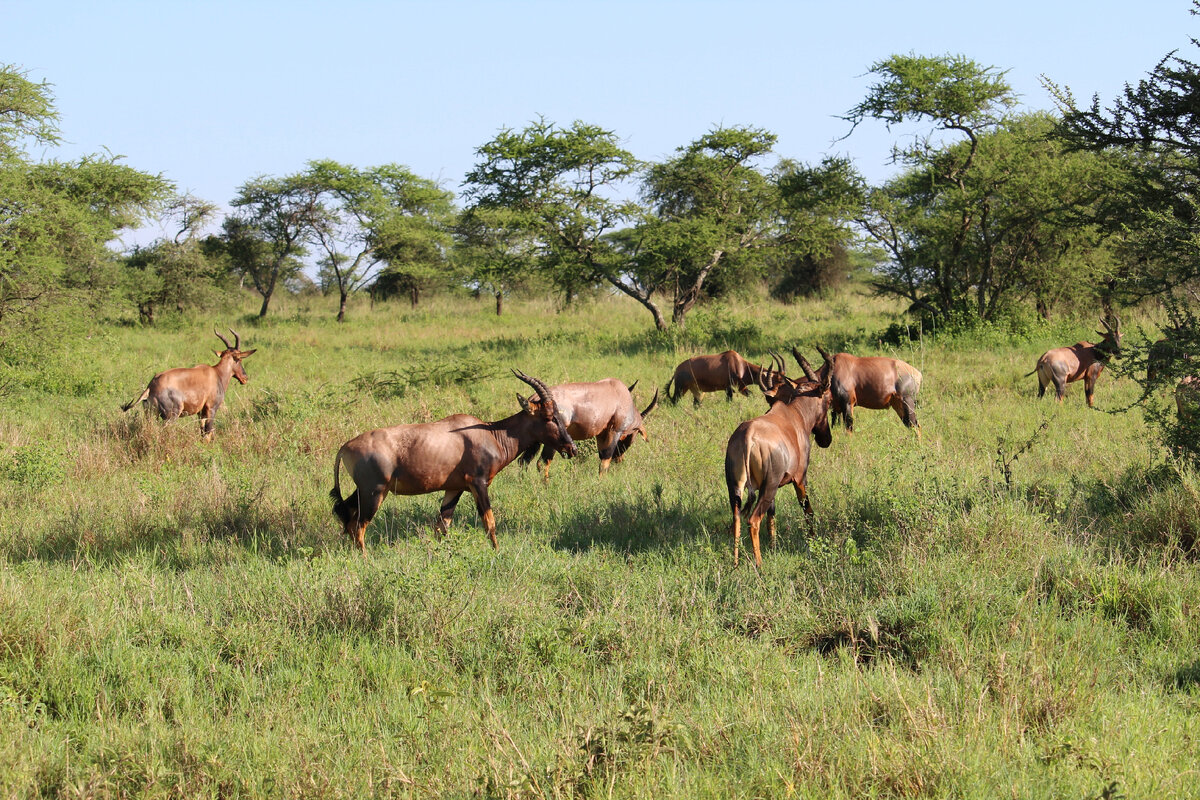 Vavada tragamonedas de Serengeti Gold