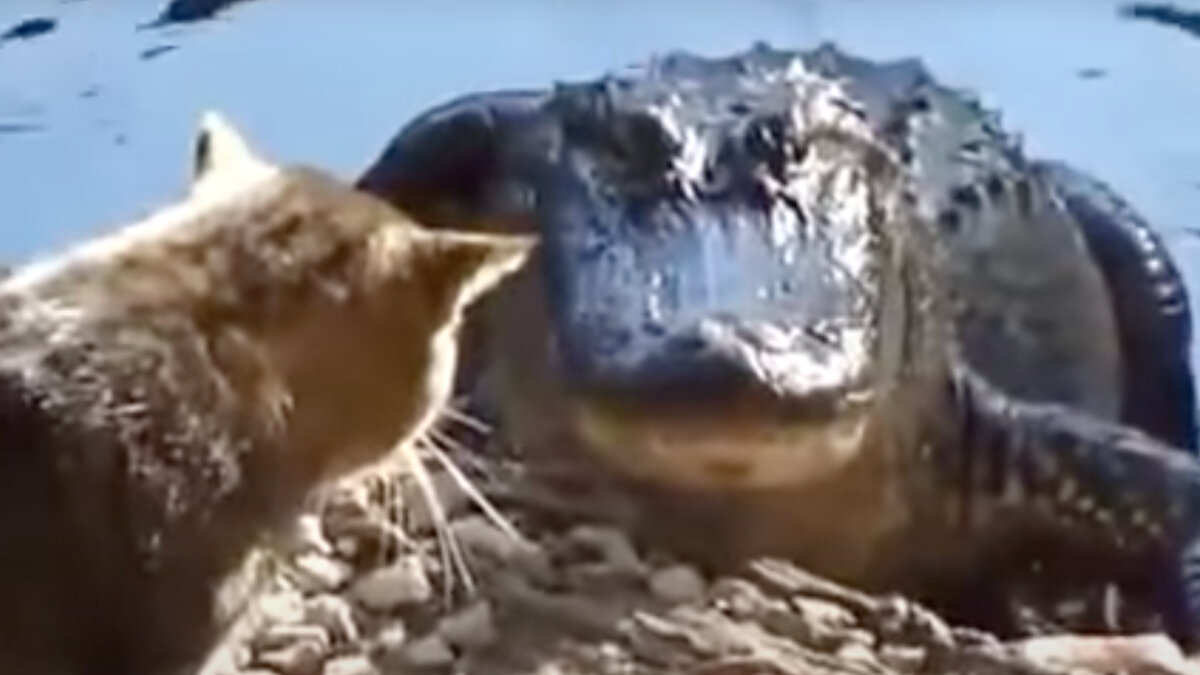 Кто первый моргнет? | Источник: travelask