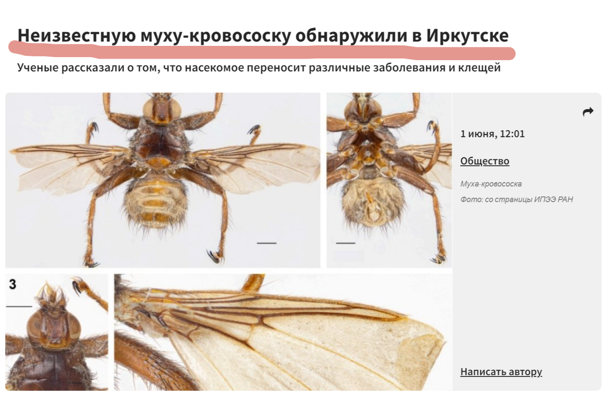 На днях СМИ Иркутской области запестрели заголовками, мол, там обнаружился новый вид опасных кровососущих мух, которые переносят болезни, клещей и птичьих вшей, наводя ужас на граждан.