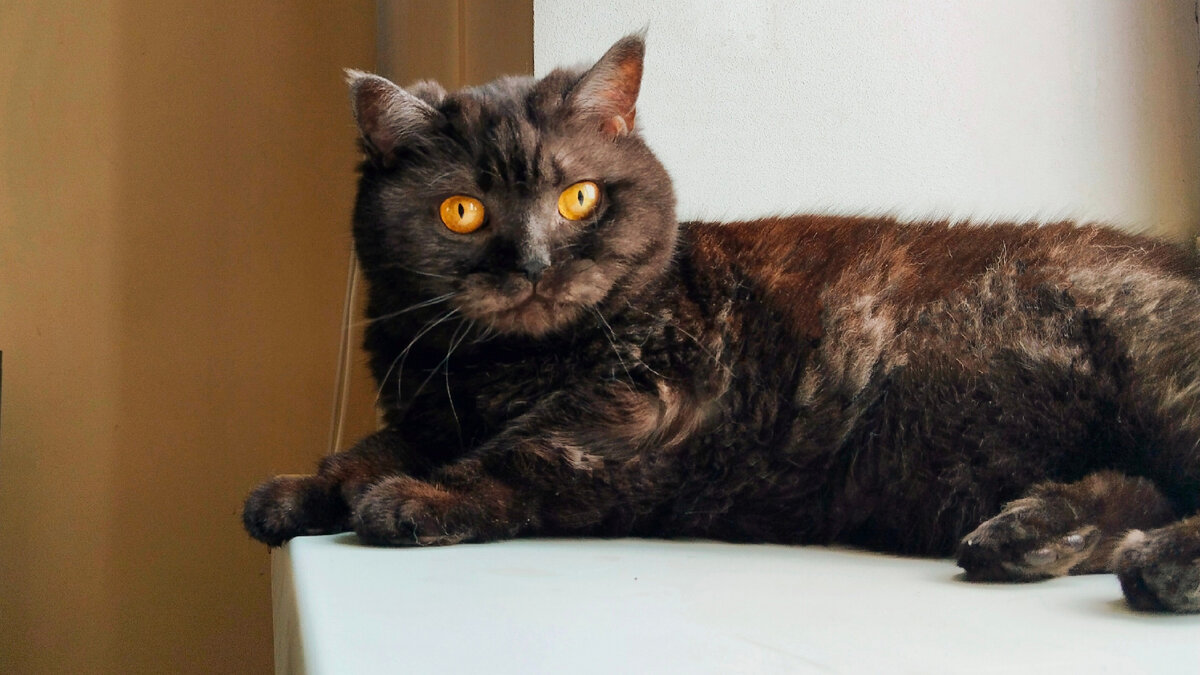 Кошкинья, делает себе маникюр сама. Об кухню.