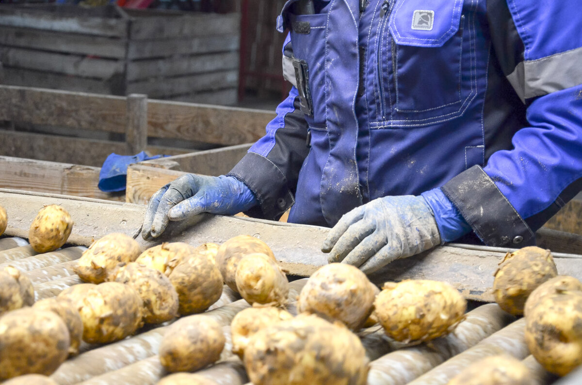 Специалисты центра занятости помогли найти работников агропредприятиям.  Фото: Фото: ФедералПресс / Евгения Поторочин