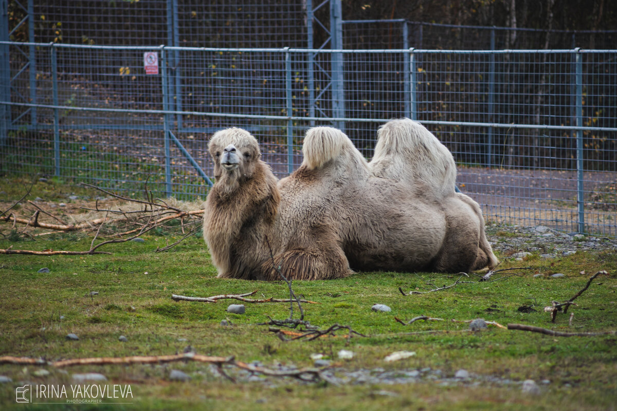     В «Карельском зоопарке» рассказали о чудесном «воскрешении» верблюда и спасении животных