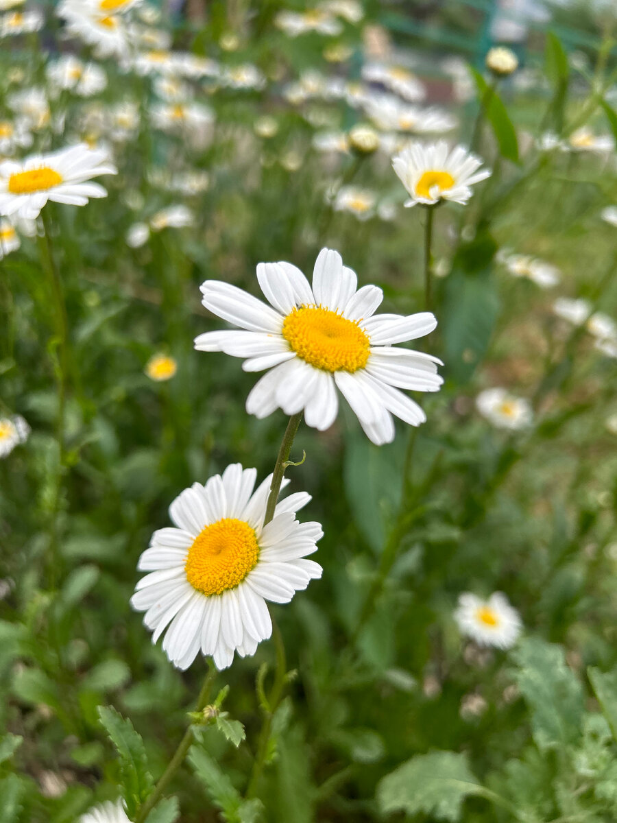 Фотография автора.