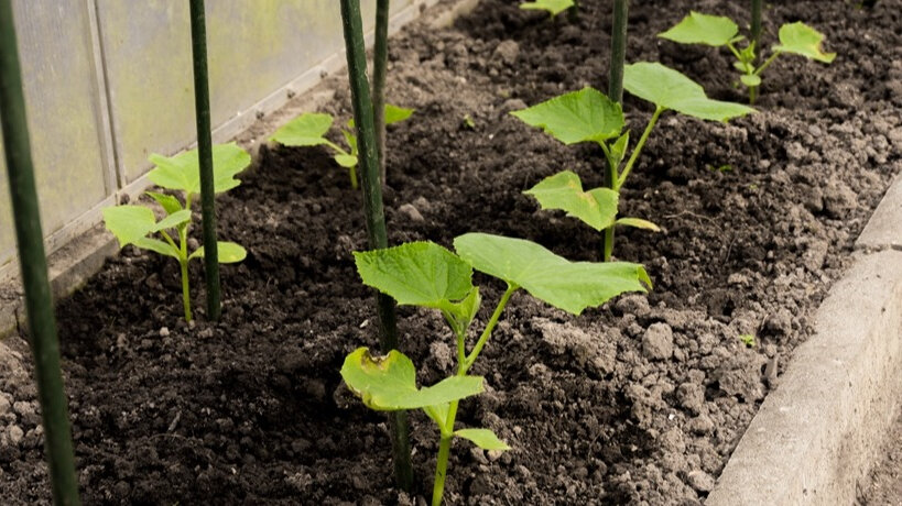 За огурцами нужно постоянно ухаживать, проводить профилактические обработки против болезней и вредителей. 