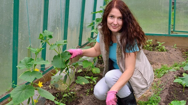 Молочная сыворотка – смесь с повышенной кислотностью. Поэтому требуется применять ее с умом.