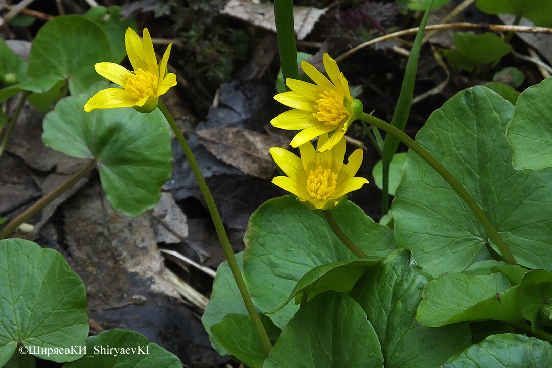 ЧИСТЯК  ВЕСЕННИЙ