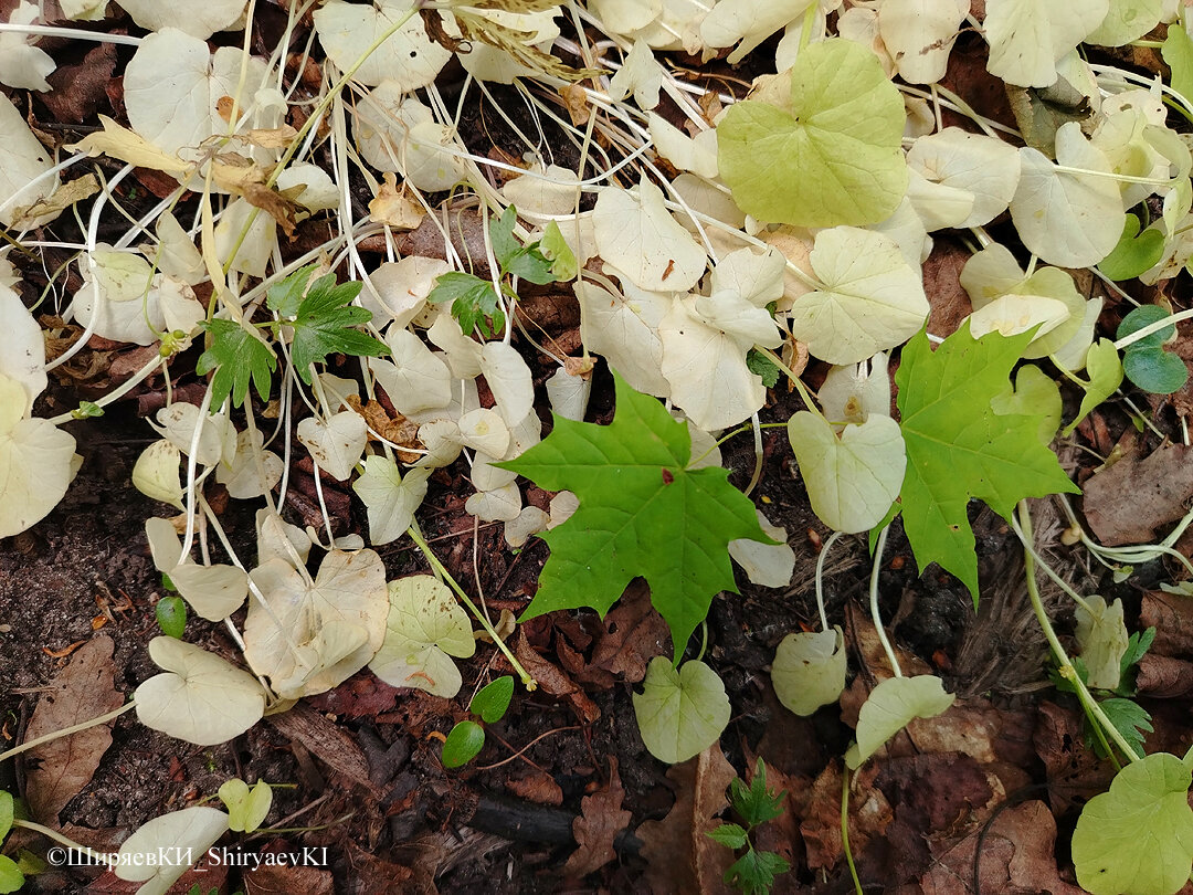 Растение семена выбросило. Питательные вещества набрало. Чистяк отмирает, и хлорофилл из листьев ушёл.