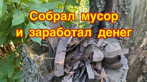 Собрал мусор в дубовой роще и заработал денег