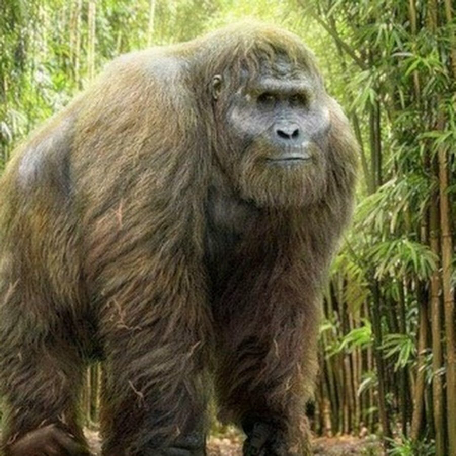 Гигантопитек - современная реконструкция