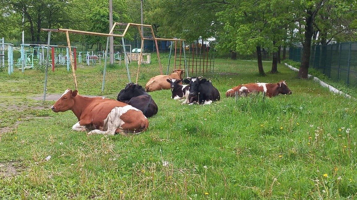     Источник: vlasthasan