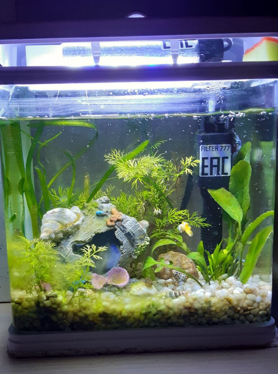 Водоросли в аквариуме за 2 месяца разрослись, стало неудобно мыть стенки и загрязнялся быстрее