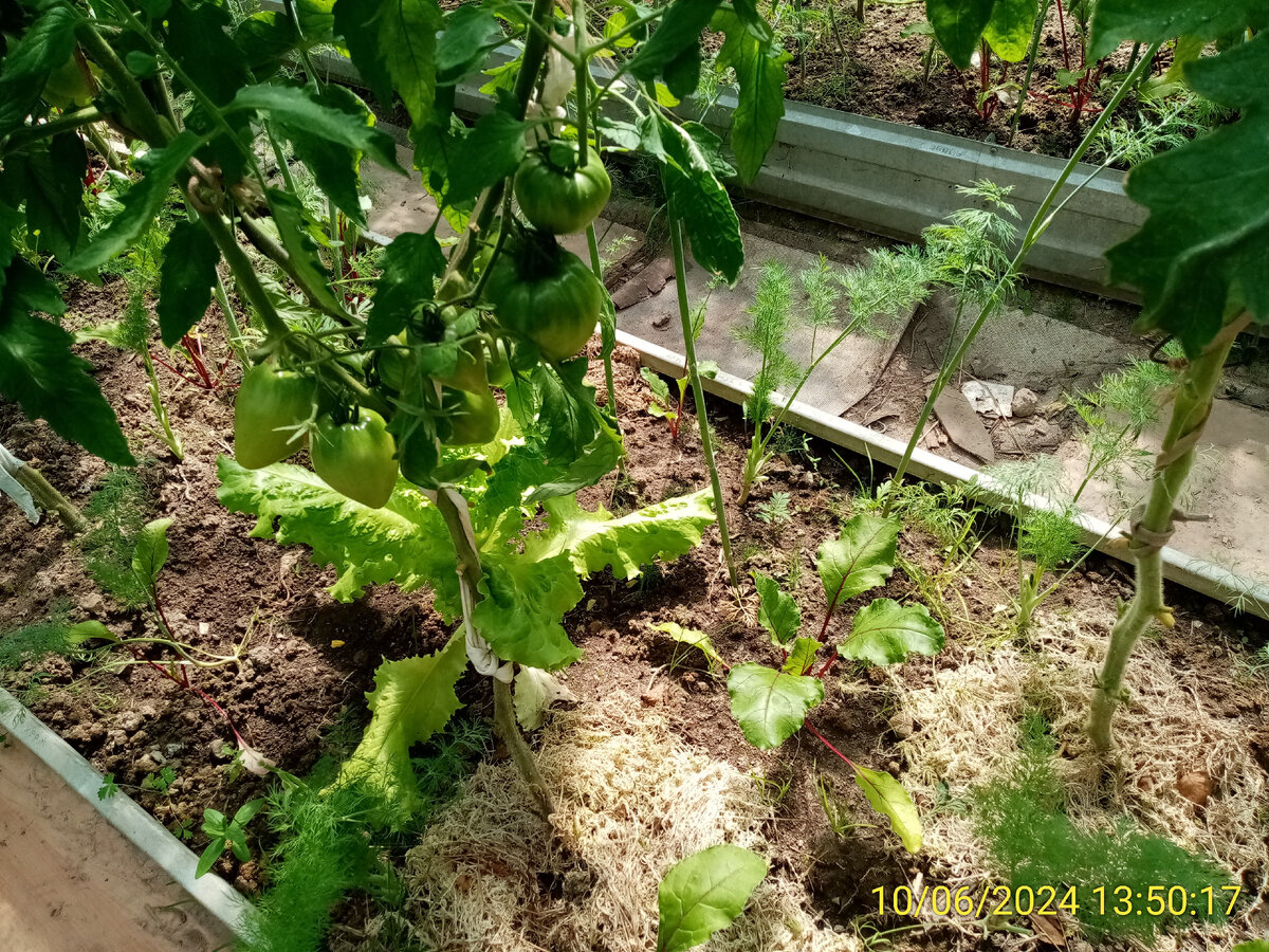 Томатикам теперь в жару будет скучно, но на замену салата придёт уже травяная мульча 