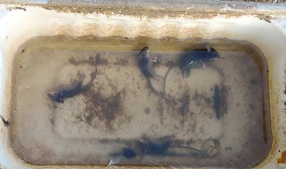 Мыши в воде у кур. Результат за ночь