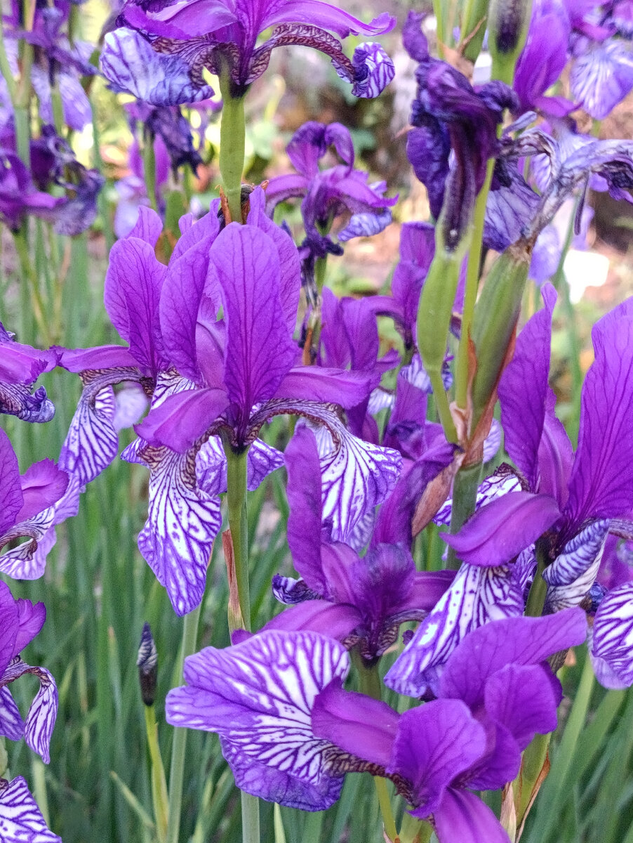 Ботанический сад Петра Великого