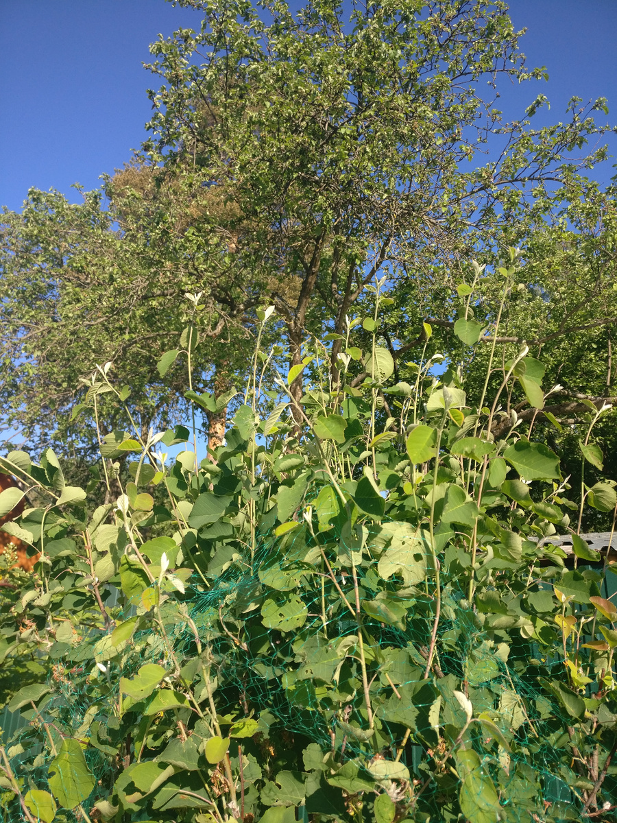 Ирга ежегодно даёт мощные приросты. Если её не формировать, она очень быстро превратится в куст высотой более трёх метров и собирать урожай придется со стремянки