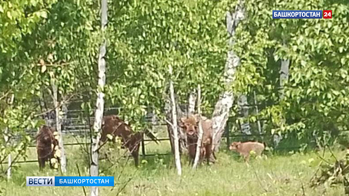    В семействе завезенных в Башкирию зубров родился первый зубренок