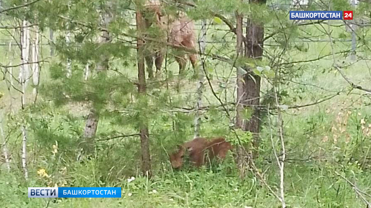    В семействе завезенных в Башкирию зубров родился первый зубренок