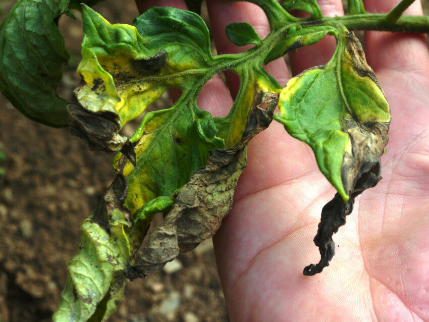 Эта болезнь начинается с поражения листьев