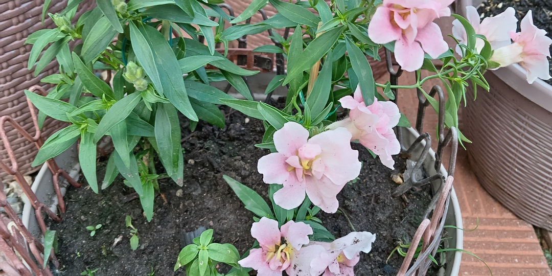 Рассаду каких растений выращивать больше не буду "ни в жисть", а вот некоторых других -  продолжу с удовольствием