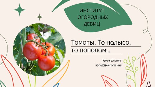 Томаты. То налысо, то пополам…