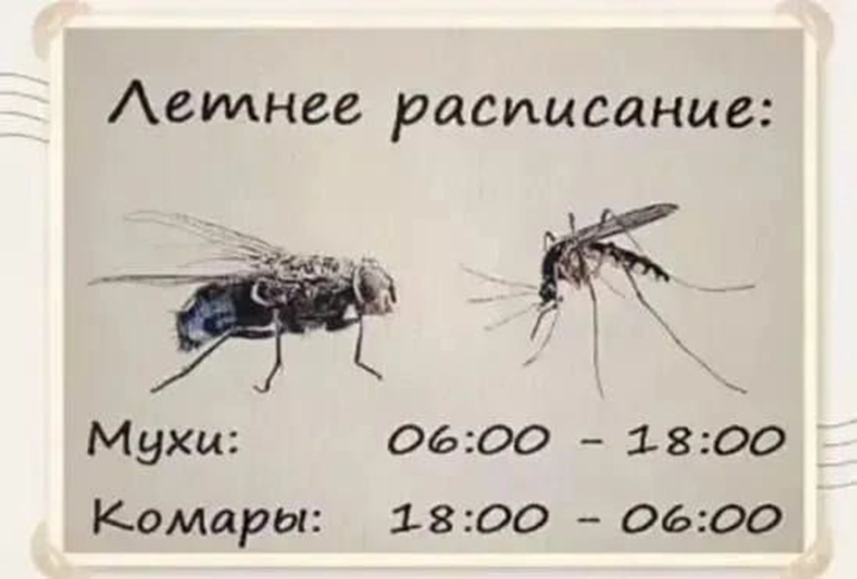 Лето зной комары мух пушкин. Летнее расписание мухи комары. муха комар. летнее расписание мухи комары картинки.
