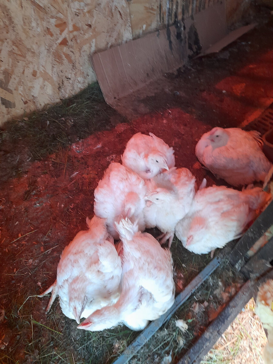 Цыплята бройлеры, возраст 40 дней 