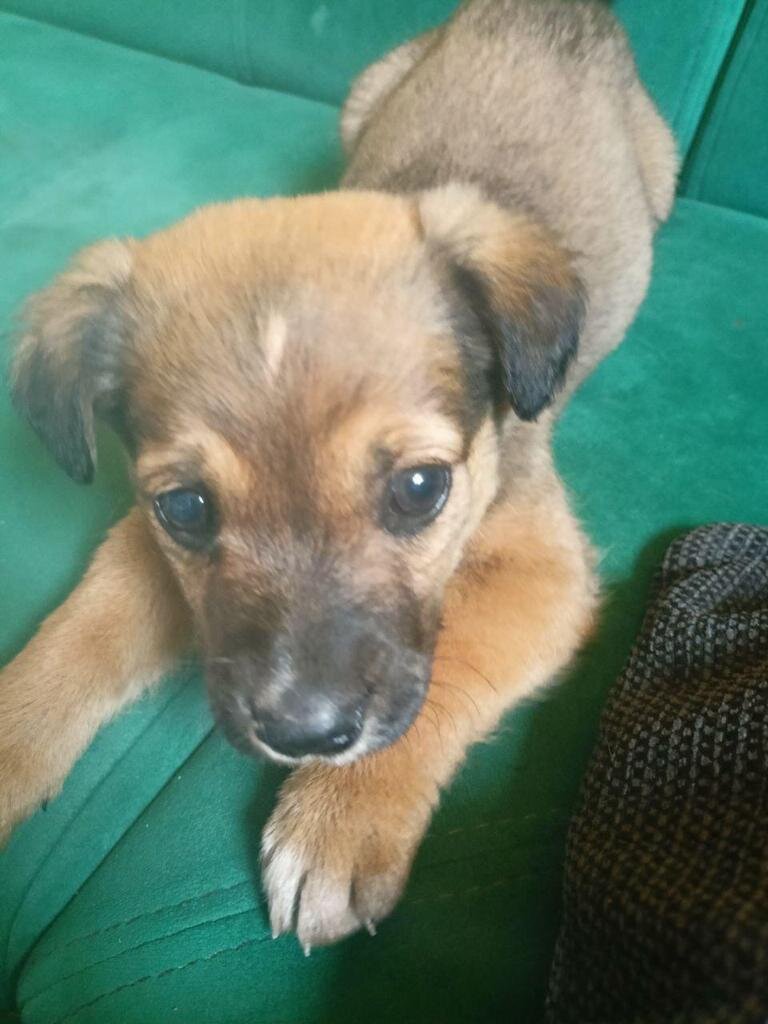 Собака "подарок" очень контактная, кто то не задумываясь выкинул такое чудо.