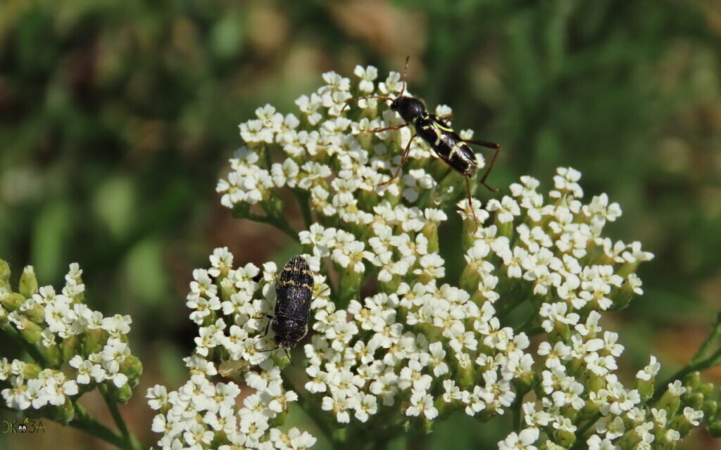    Златка Acmaeoderella (Carininota) flavofasciata и Клит (усач) рамни Clytus rhamni (Germar, 1817) на цветах тысячелистника. 01.06.24. Анна Власова