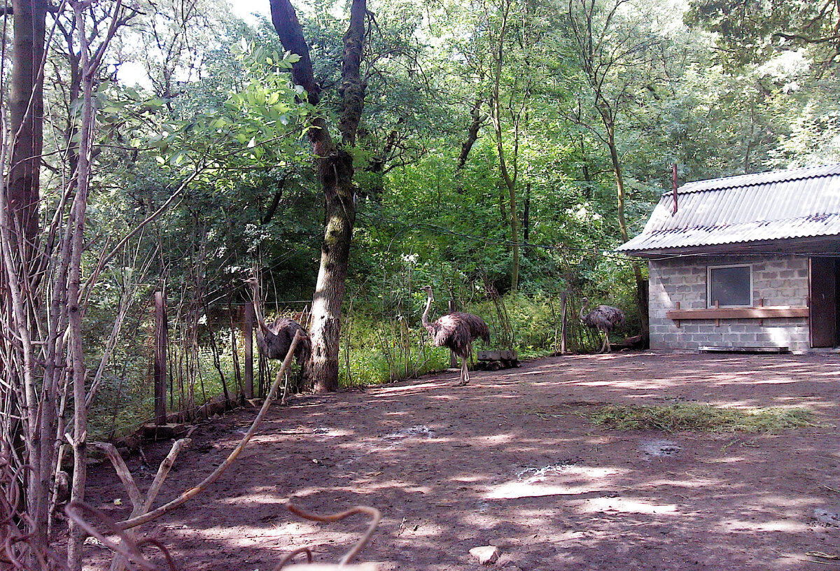 Страусиная ферма во второй роте