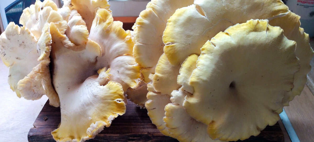 Вот такой урожай сняли.