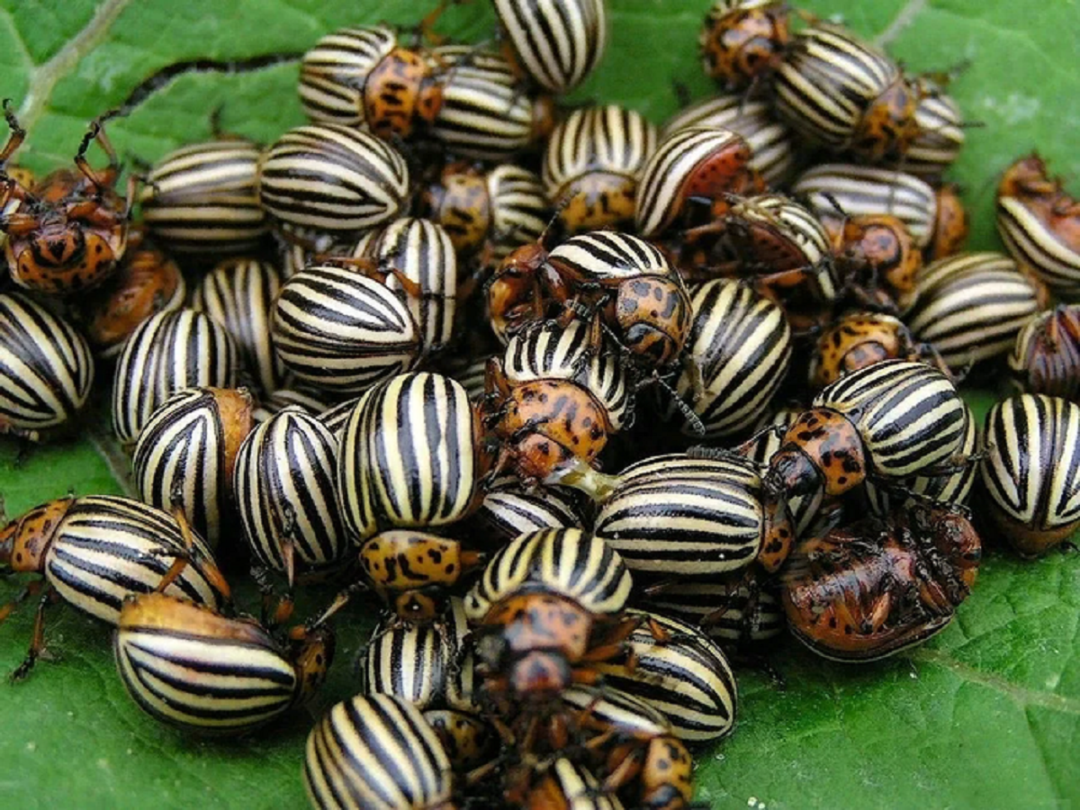 В одной кладке самка колорадского жука откладывает свыше 500 яиц и каждая вылупившаяся личинка за месяц вырастает до взрослого состояния