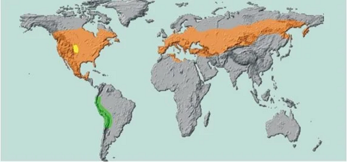 Где сегодня можно встретить колорадского жука (сто с небольшим лет назад он встречался только в желтой зоне)