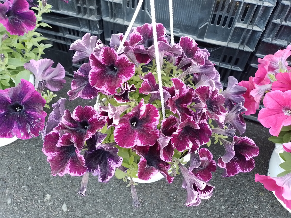 Петуния вегетативная, не наша, у конкурентов сфоткала)