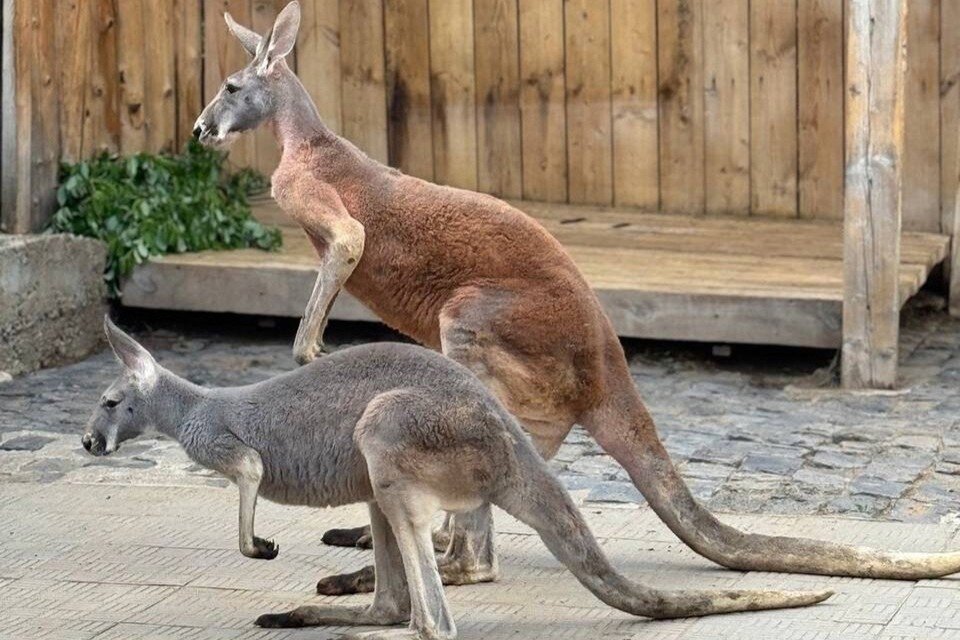    Фото: Пермский зоопарк.