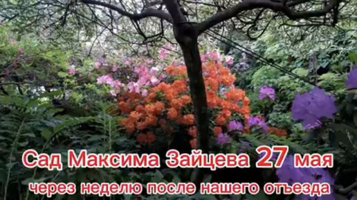 Сад Максима Зайцева 27 мая, через неделю после нашего отьезда