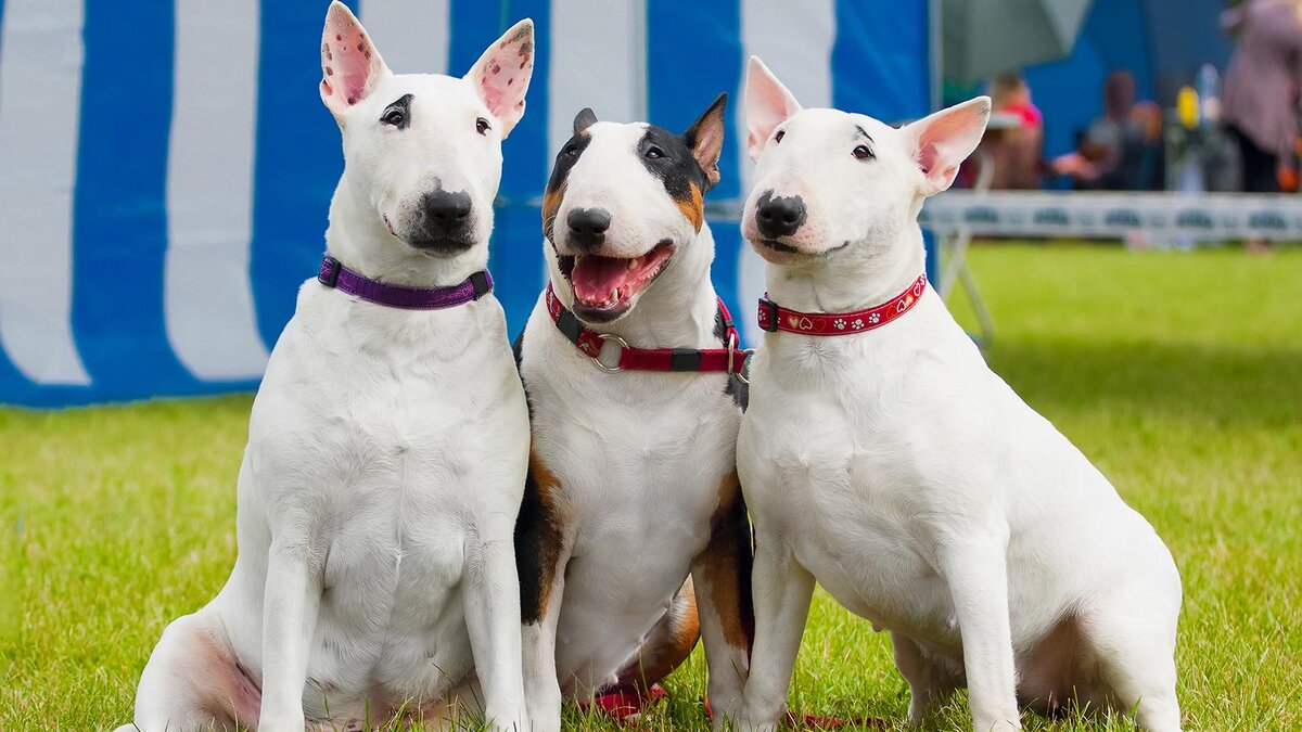    Vera Reva / Shutterstock / FOTODOM