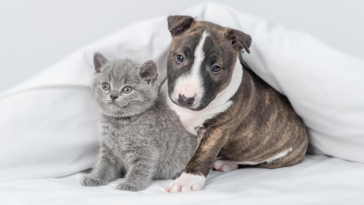    Ermolaev Alexander / Shutterstock / FOTODOM