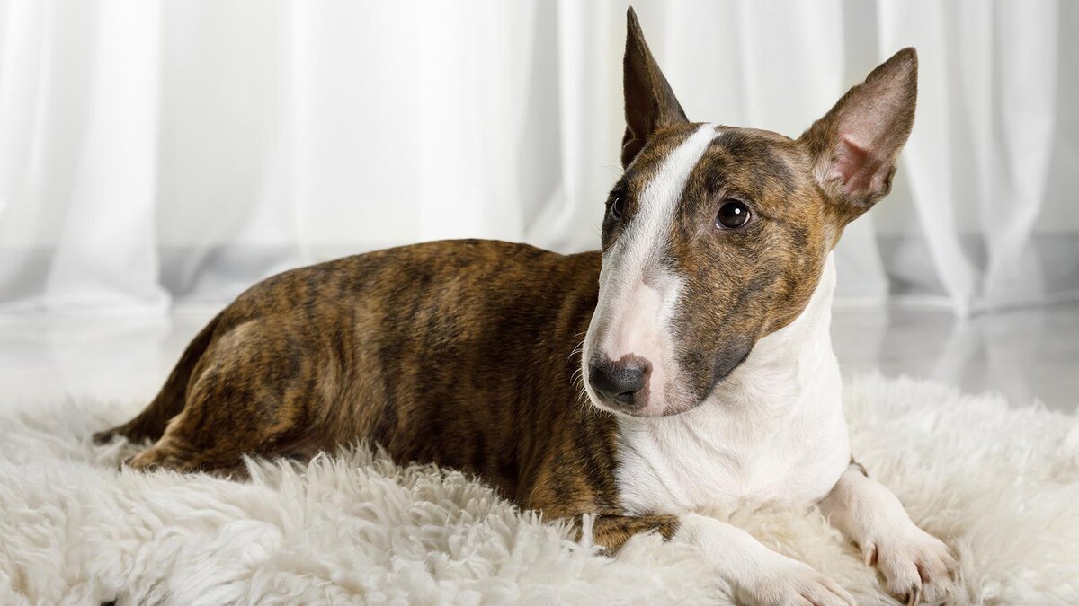    Kuznetsov Alexey / Shutterstock / FOTODOM