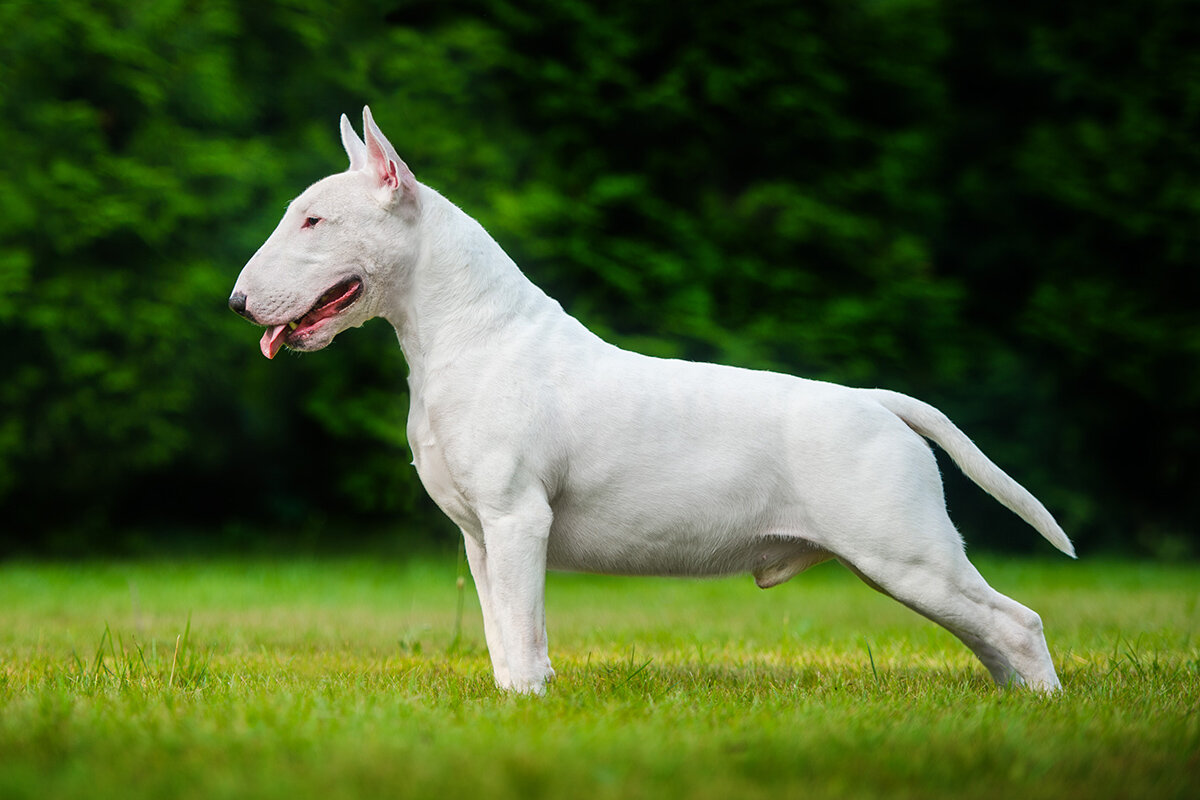    Alexandra Morrison Photo / Shutterstock / FOTODOM