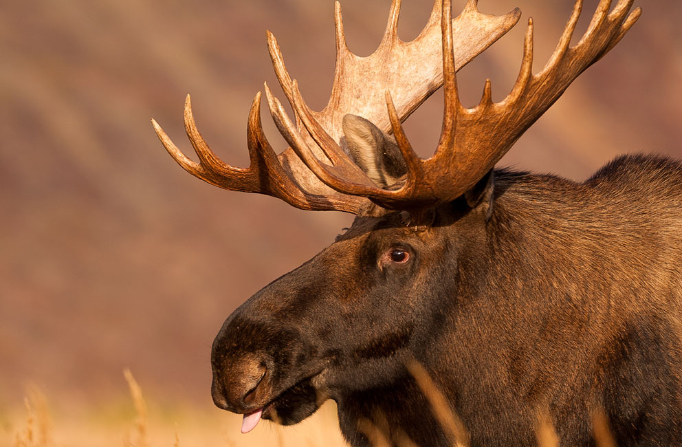 ©Moose Peterson - Лось.