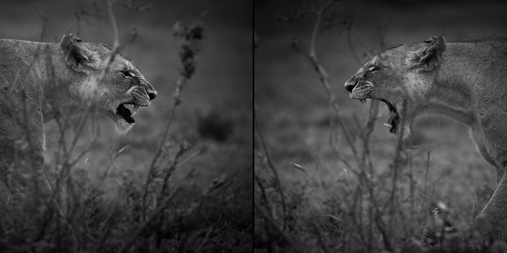 ©Kristi Odom - "Два зеркальных последовательных кадра льва, сделанных в Tsavo East, Kenya".