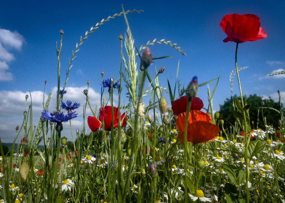 Картинка с бесплатного фотостока https://unsplash.com, автор Bernd 📷 Dittrich