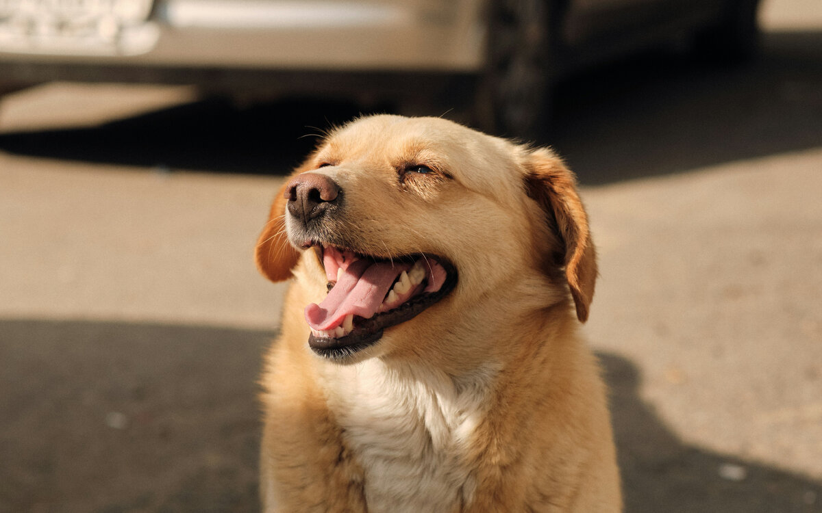 Картинка с бесплатного фотостока https://unsplash.com, автор Artur Adilkhanian