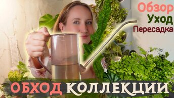 Обход КОЛЛЕКЦИИ | Уход за РАСТЕНИЯМИ || Обзор, пересадка 💚