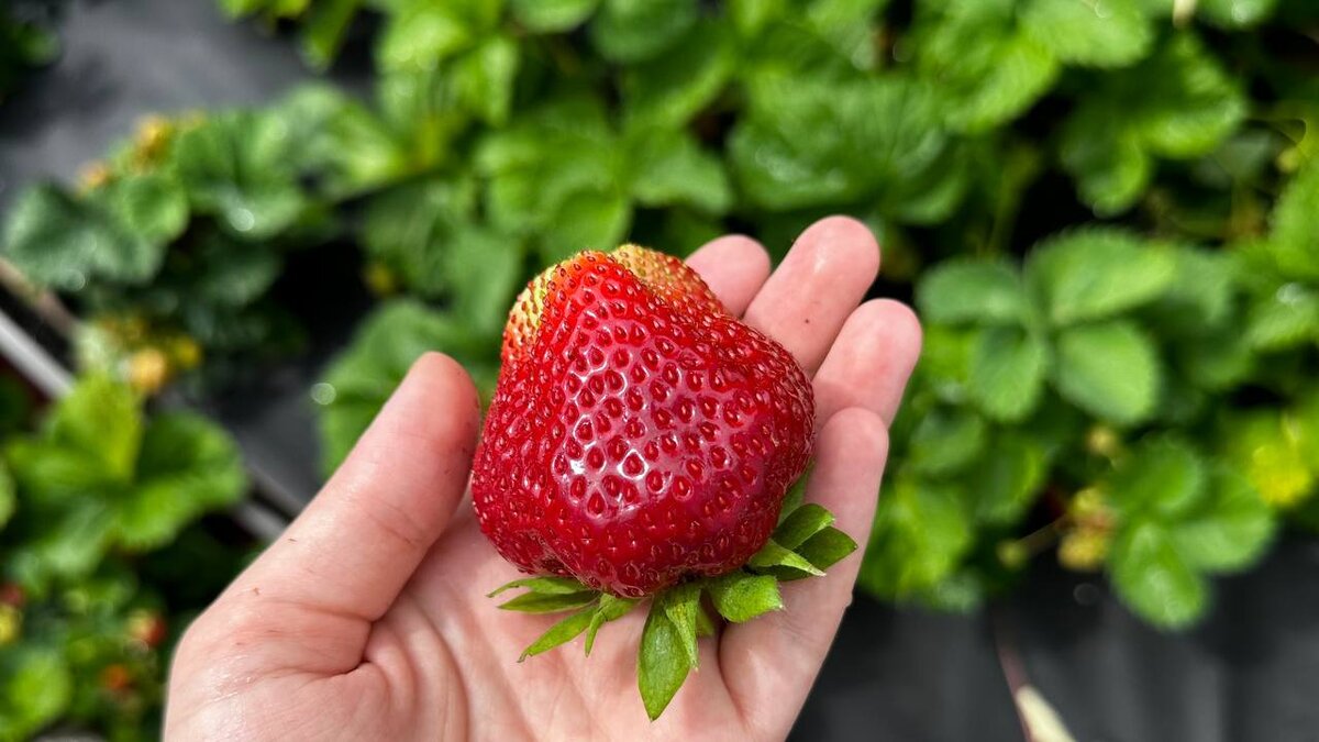 Моя клубничка, выращенная на участке