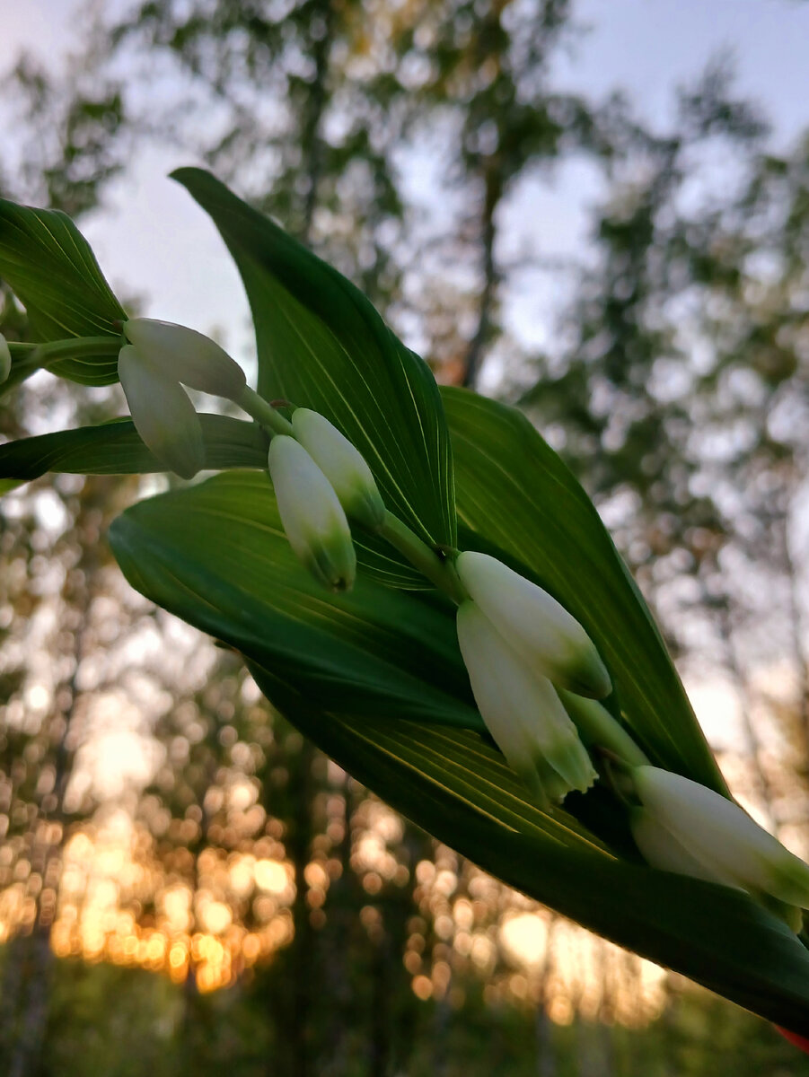 "Доброе утро, мир! Ты прекрасен!" Фото автора
