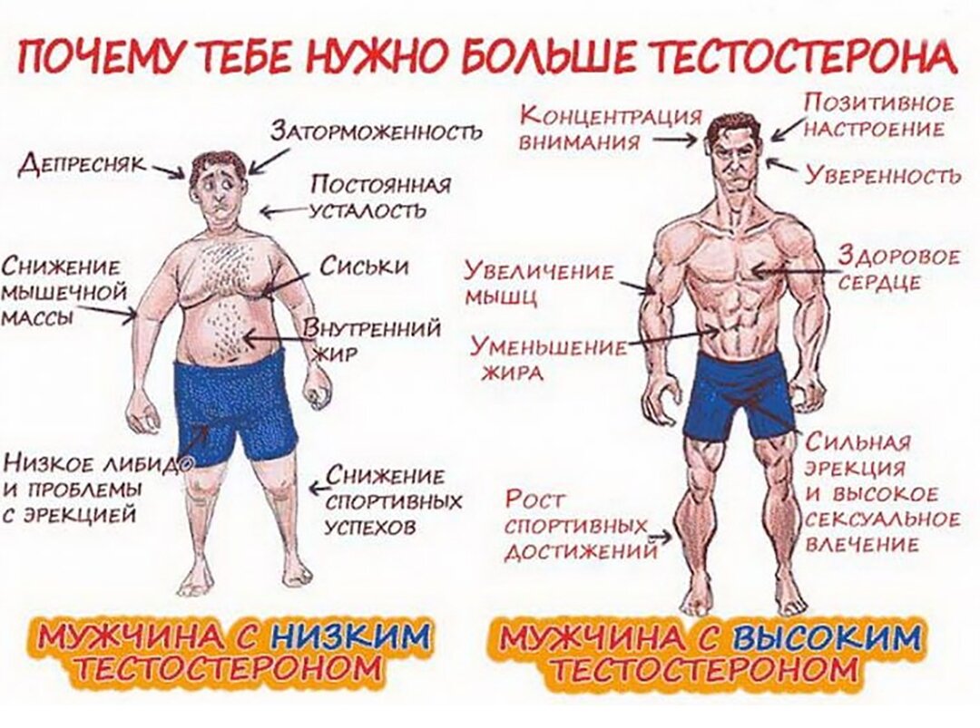 Сравнение мужчины с низким и высоким тестостероном.